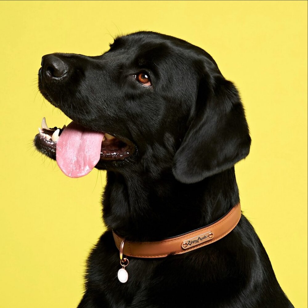 ZippyPaws Legacy Collection Dog Collar Brown Leather